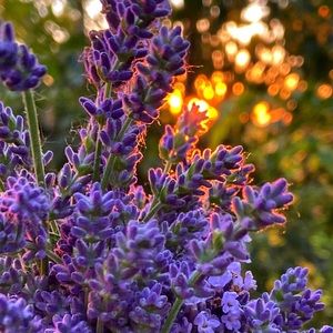 Meet your Posher, Sandy